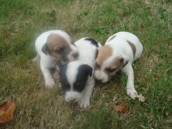 A réserver chiots jack russel