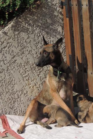 Chiots malinois