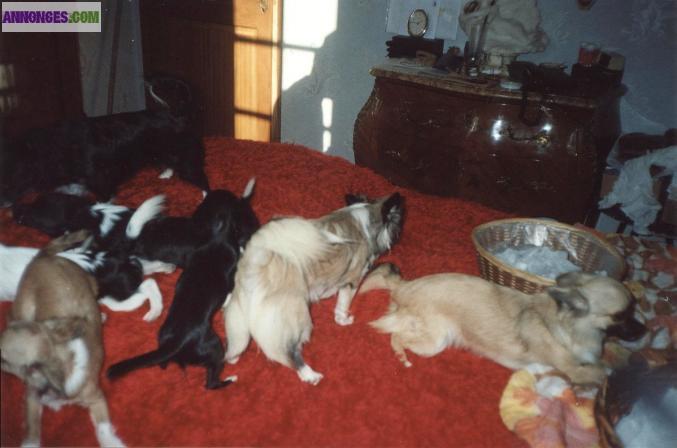 Chihuahuas pure race