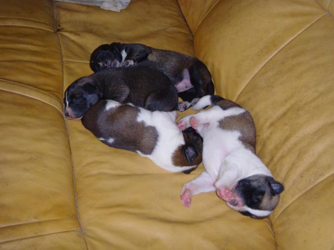 CHIOT VENEZ M ADOPTER