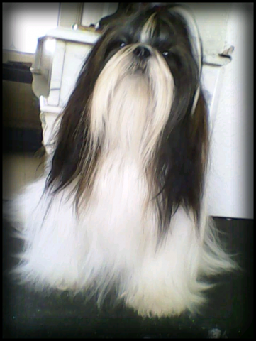 À réserver bébés shih tzu