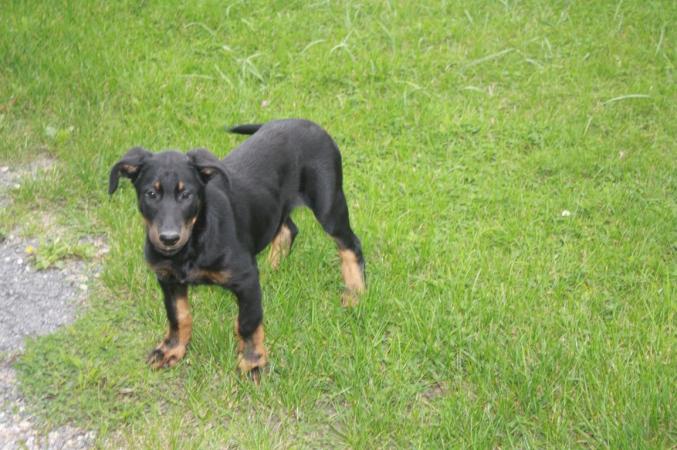 3 chiots Berger de beauce disponibles
