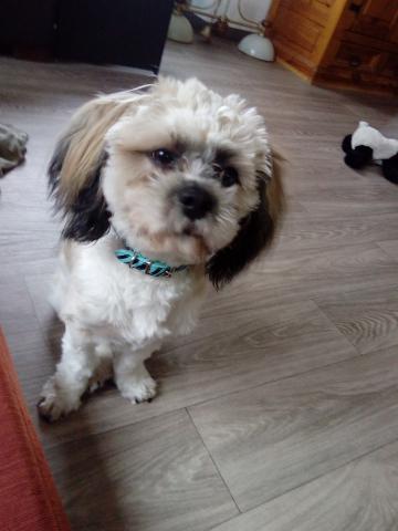 Chien lhassa apso