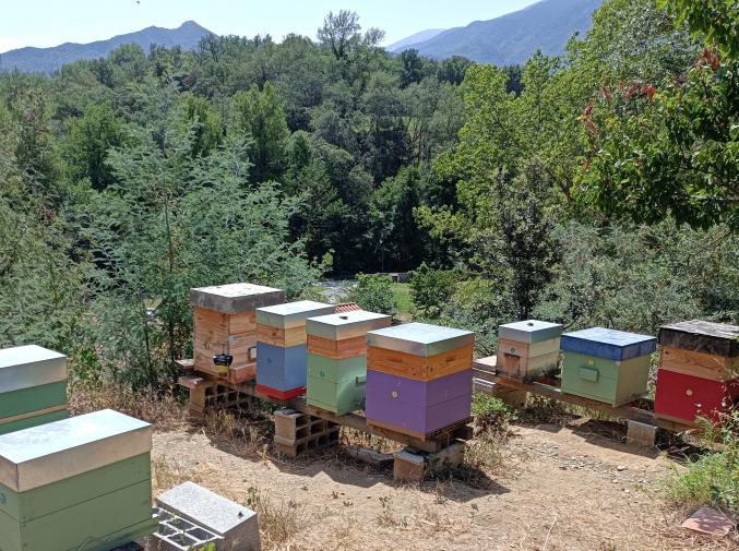 Essaims d'abeilles (Dadant), reine 2023 marquée