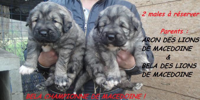 Réservations chien de garde berger yougoslave