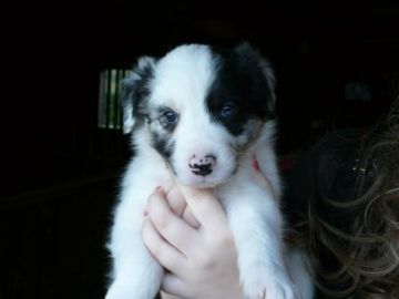 Chiots type border collie