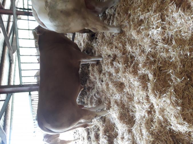 TAUREAU BLOND DAQUITAINE