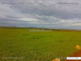 Terrain à zaghouan bir mchergua