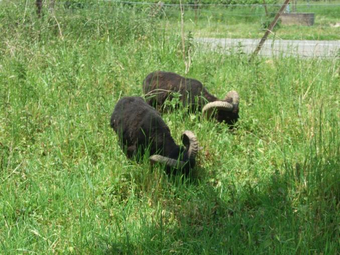 Moutons pour gardiennage et entretien