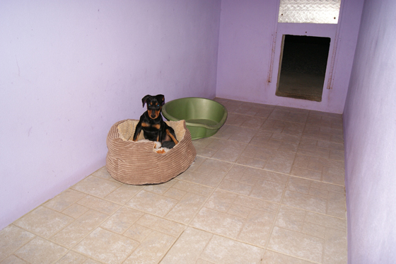 Pension pour chiens et chats en Haute-Vienne Limousin 87