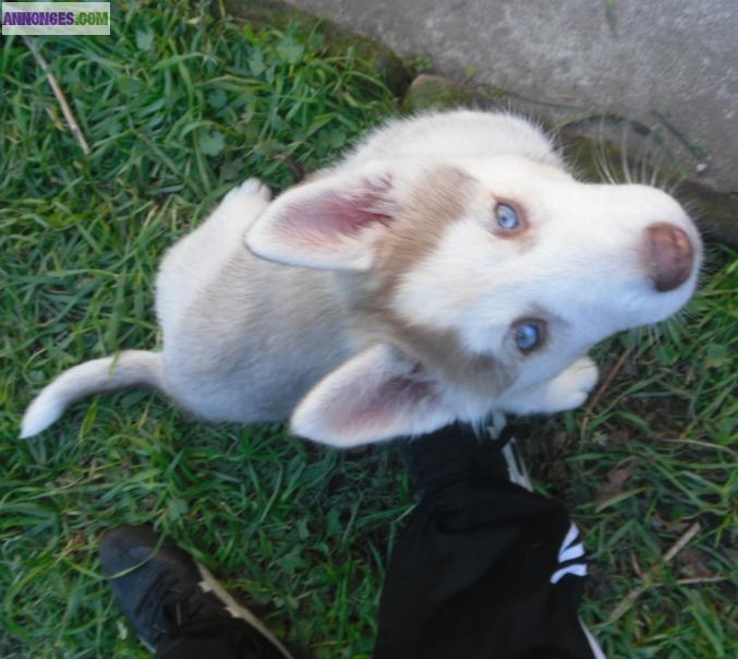 Husky siberiens inscrit au lof