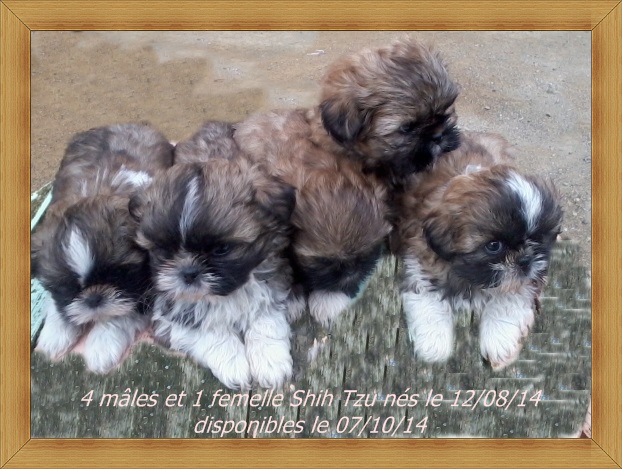 Chiots Shih tzu
