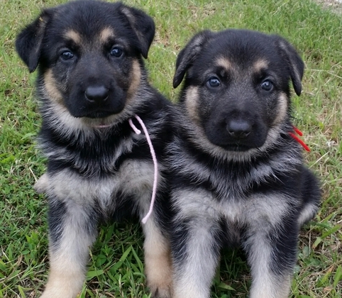 Chiots de berger allemand prêts à partir