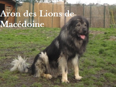 Propose tous travaux de jardinage et construction LIEGE