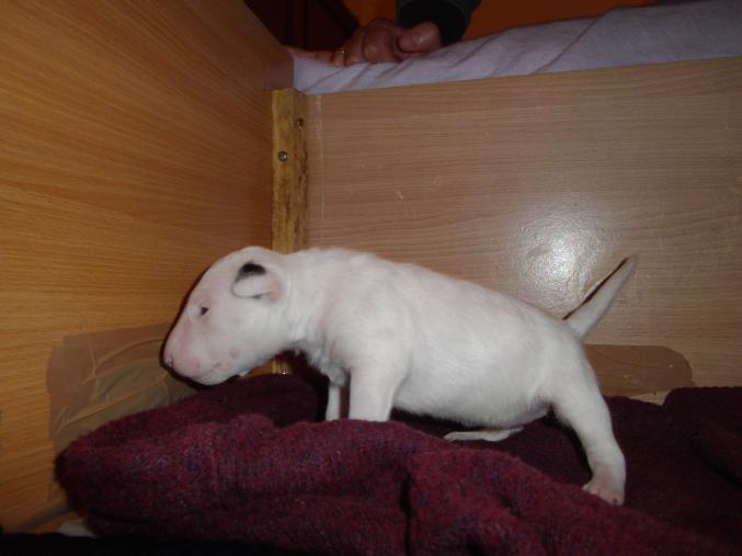 Chiots bull terrier LOF à reserver