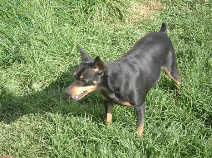 Chiot type pinscher nain