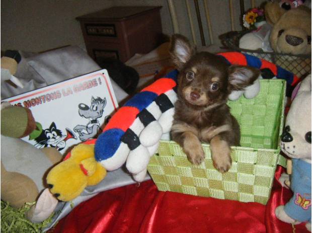 Superbes bébés chihuahuas et cotons de t