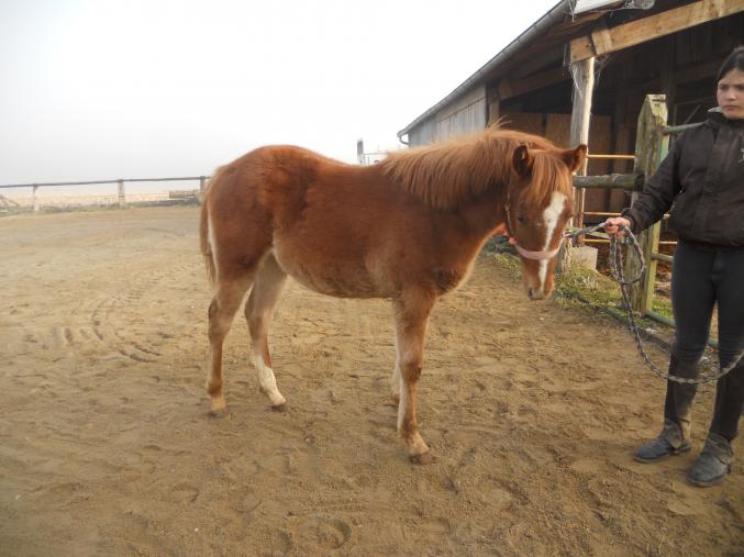 Pouliche Quarter horse x Pfs