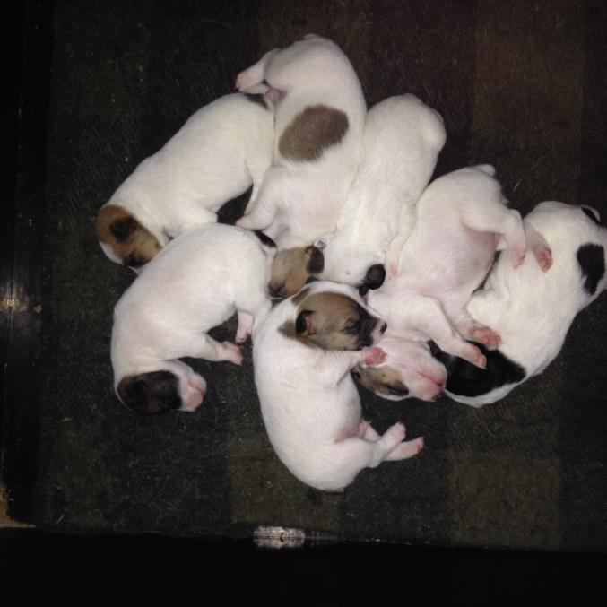 A réserver chiots jack russel