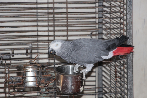 Perroquet femelle gris du Gabon
