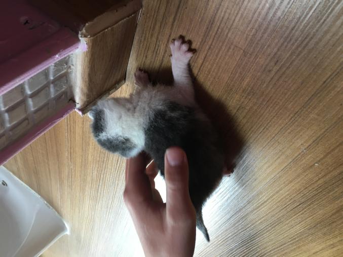 Chaton gris et blanc