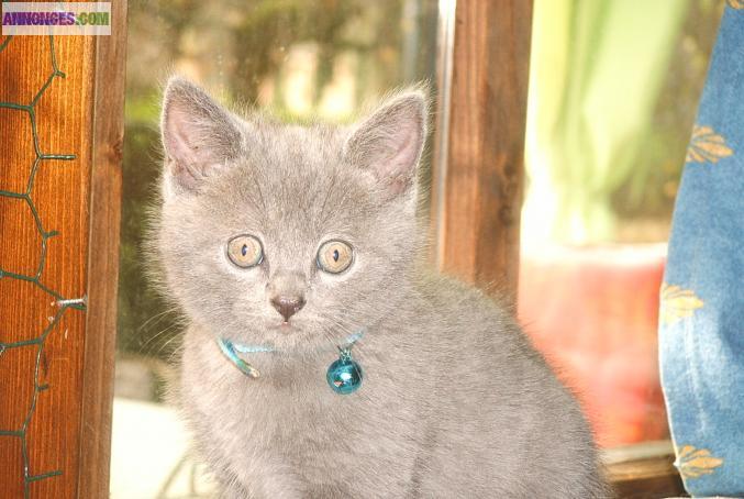 Chatons Chartreux LOOF