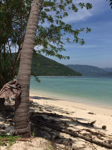 Recherche peroquet du Gabon