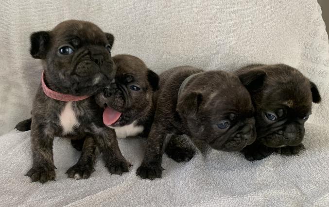 Chiots bouledogue français
