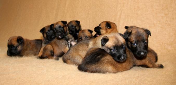 Chiots bergers malinois LOF disponibles