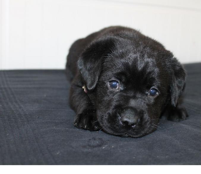 Adorable Chiot LABRADOR noirs LOF