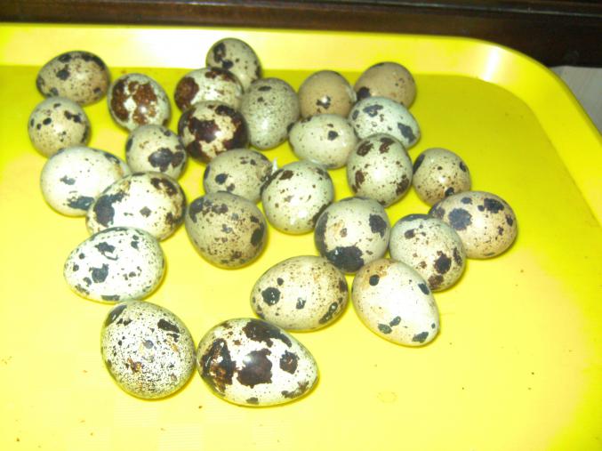 Oeufs de cailles