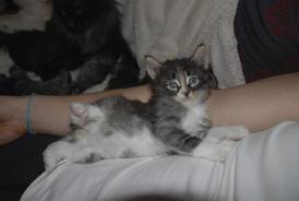 Chatons Norvégien LOOF