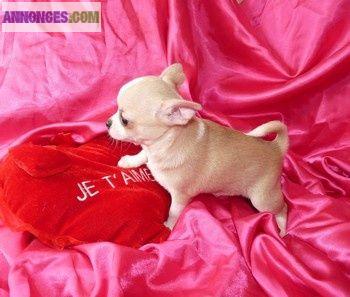 Magnifique chihuahua femelle lof