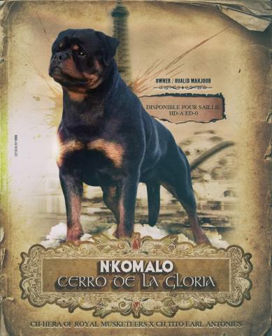 A réservé chiot rottweiler lof