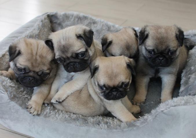 Adorable Chiots Carlin LOF