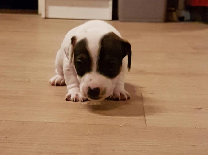 Chiots Jack Russel