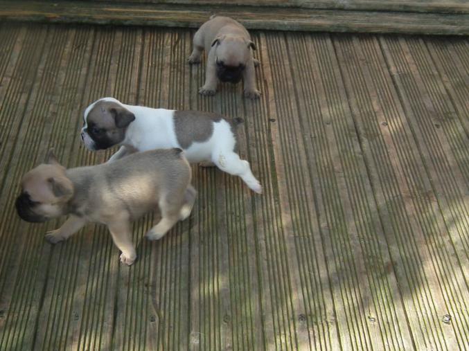 Chiots bouledogues francais