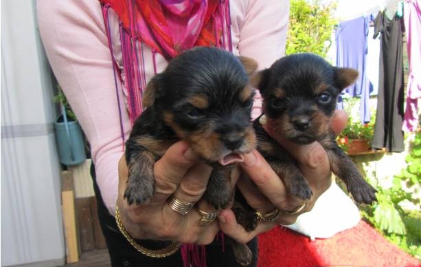 Cède chiots Yorkshire pure race non loof