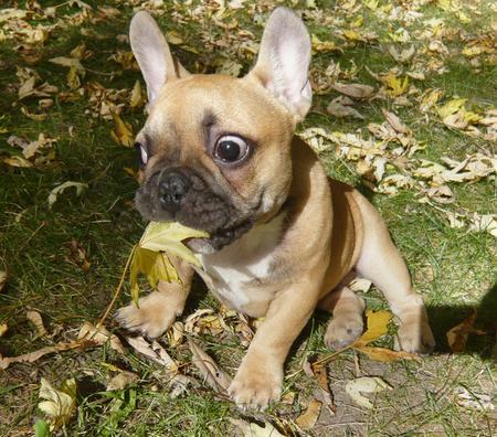 Chiot bouledogue francais