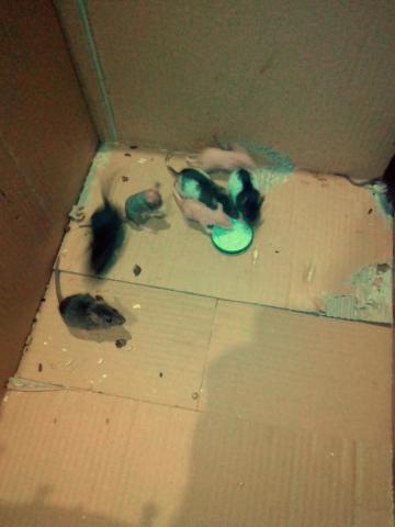 RAT NU / POILU, bébé et jeune