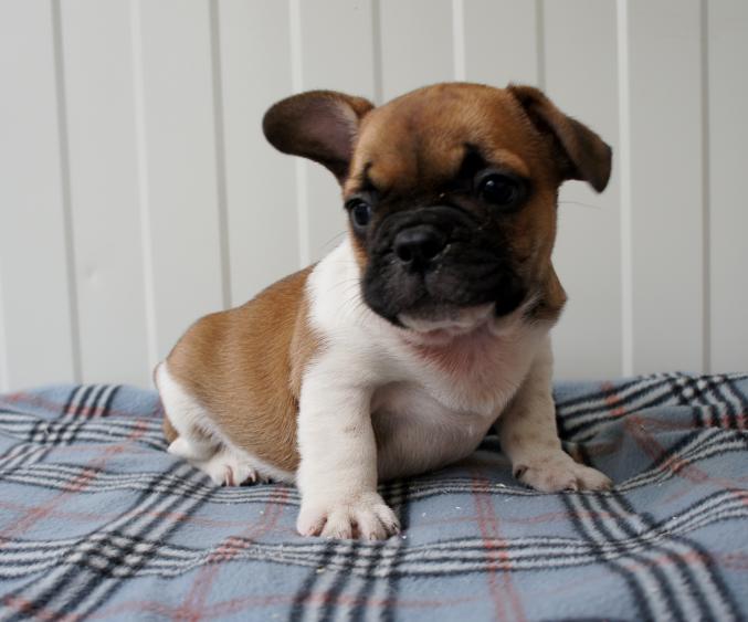 Adorable chiots bouledogue francais