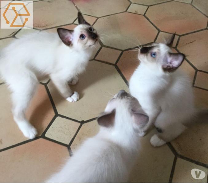 CHATONS SACRE DE BIRMANIE LOOF DISPONIBLES 
