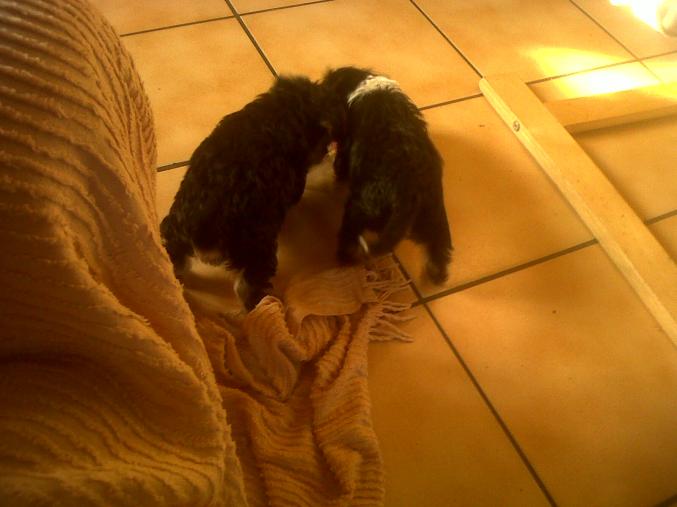 Petite chiot croiser teckel yorkshire