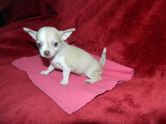 Chihuahua à offrir