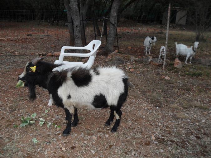 Petit bouc toy 3 ans