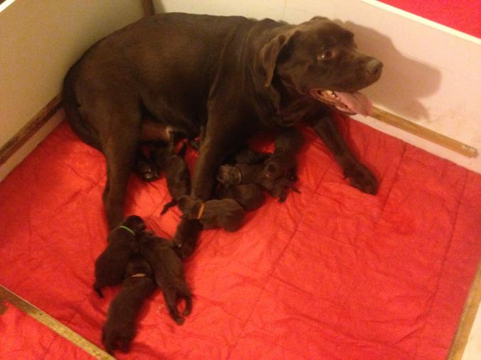 Vends Chiots Labrador Chocolat LOF – 900 €