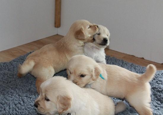 Chiot golden retriever