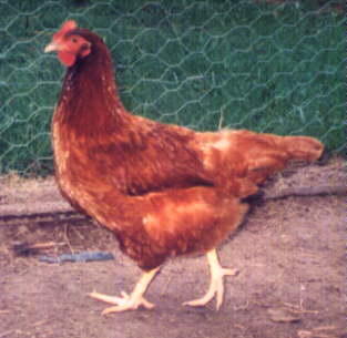 Poules pondeuse rousse