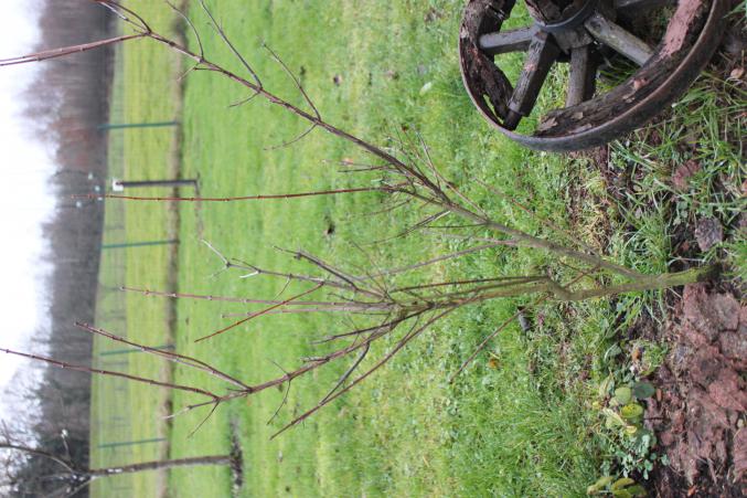 Petit seringa double