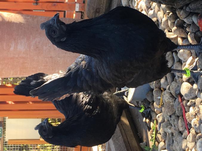 AYAM CÉMANI Oeufs  Fécondés Race Pure Qualité rare 